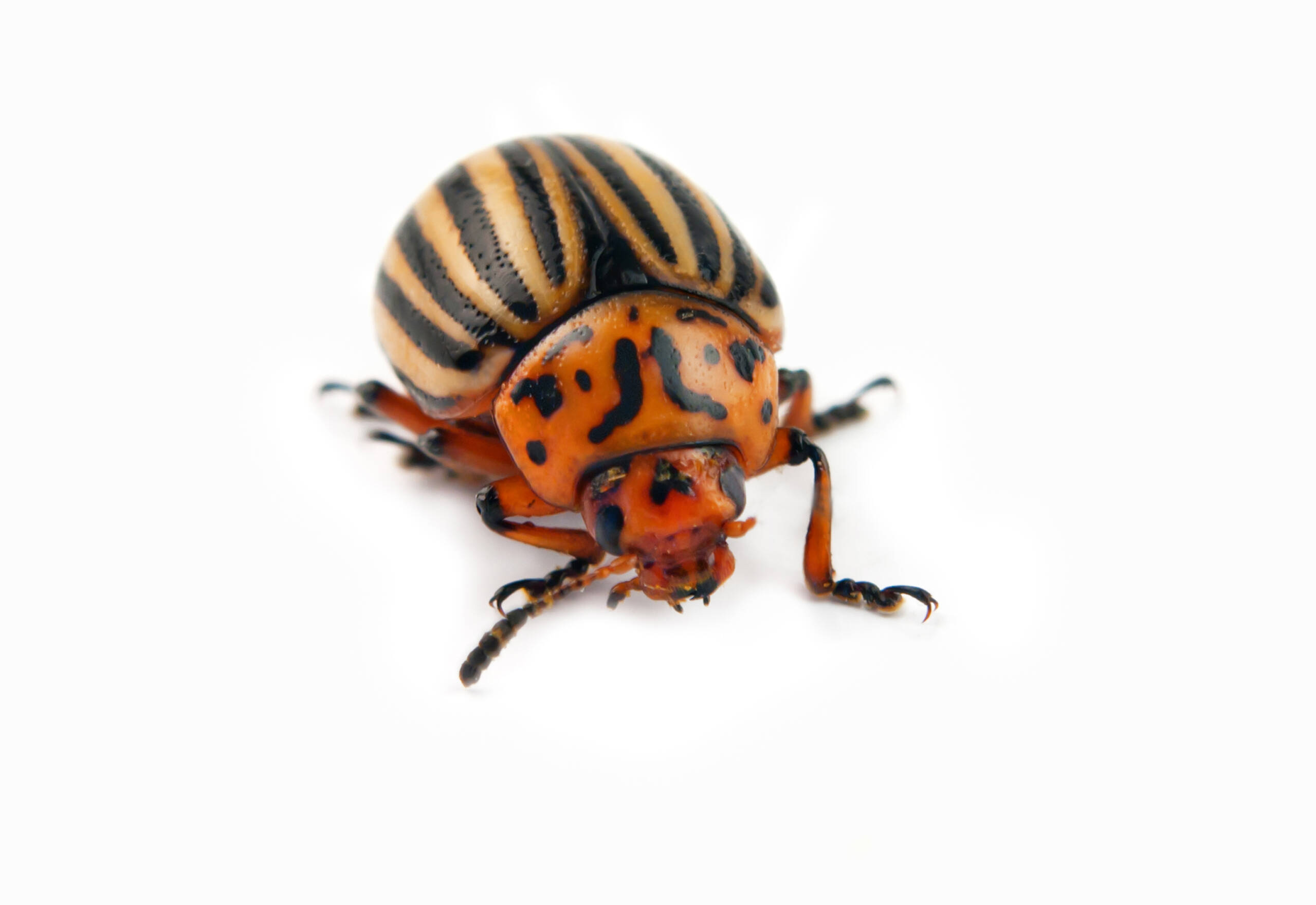 Beetles