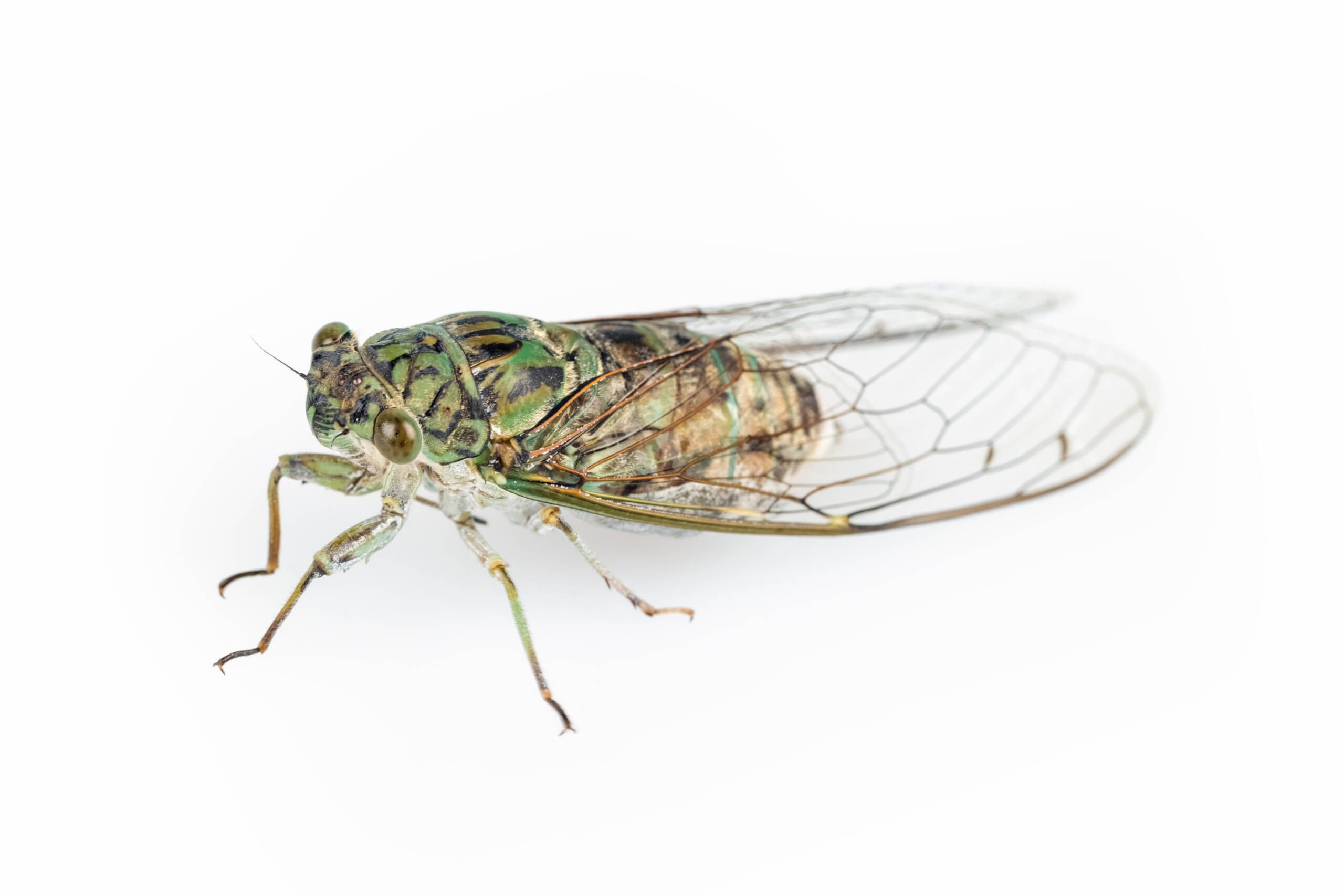 Cicadas