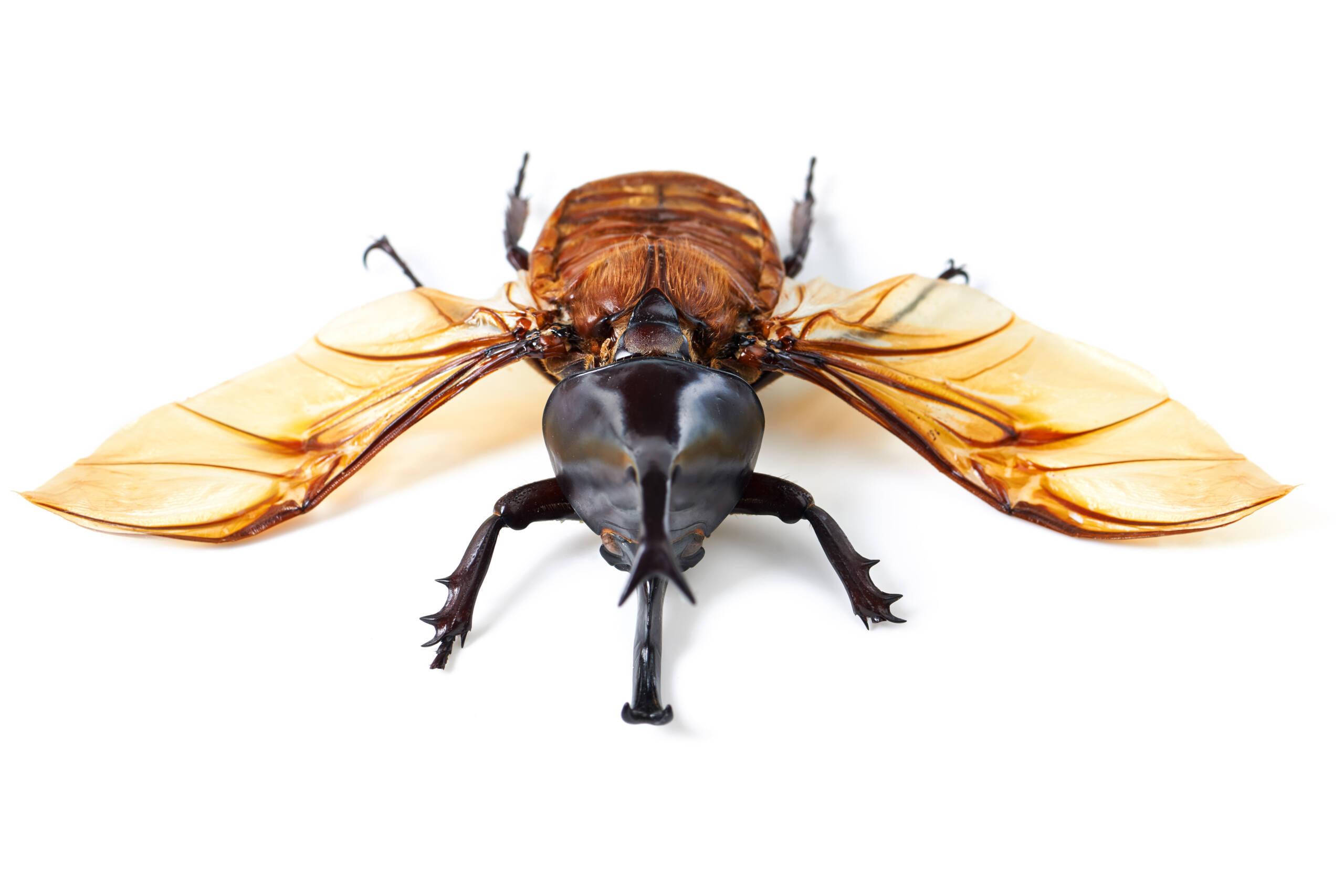 Flies