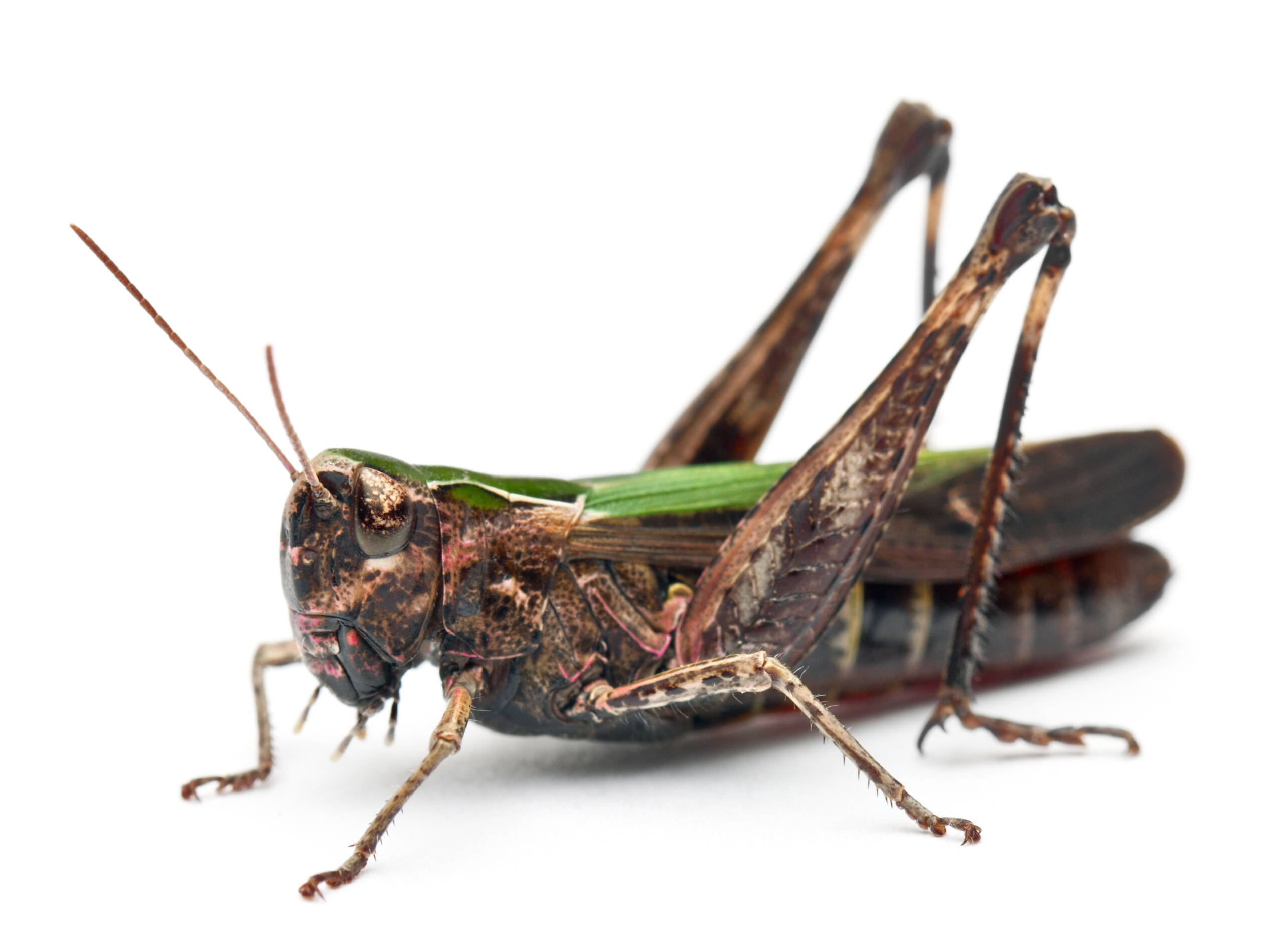 Crickets