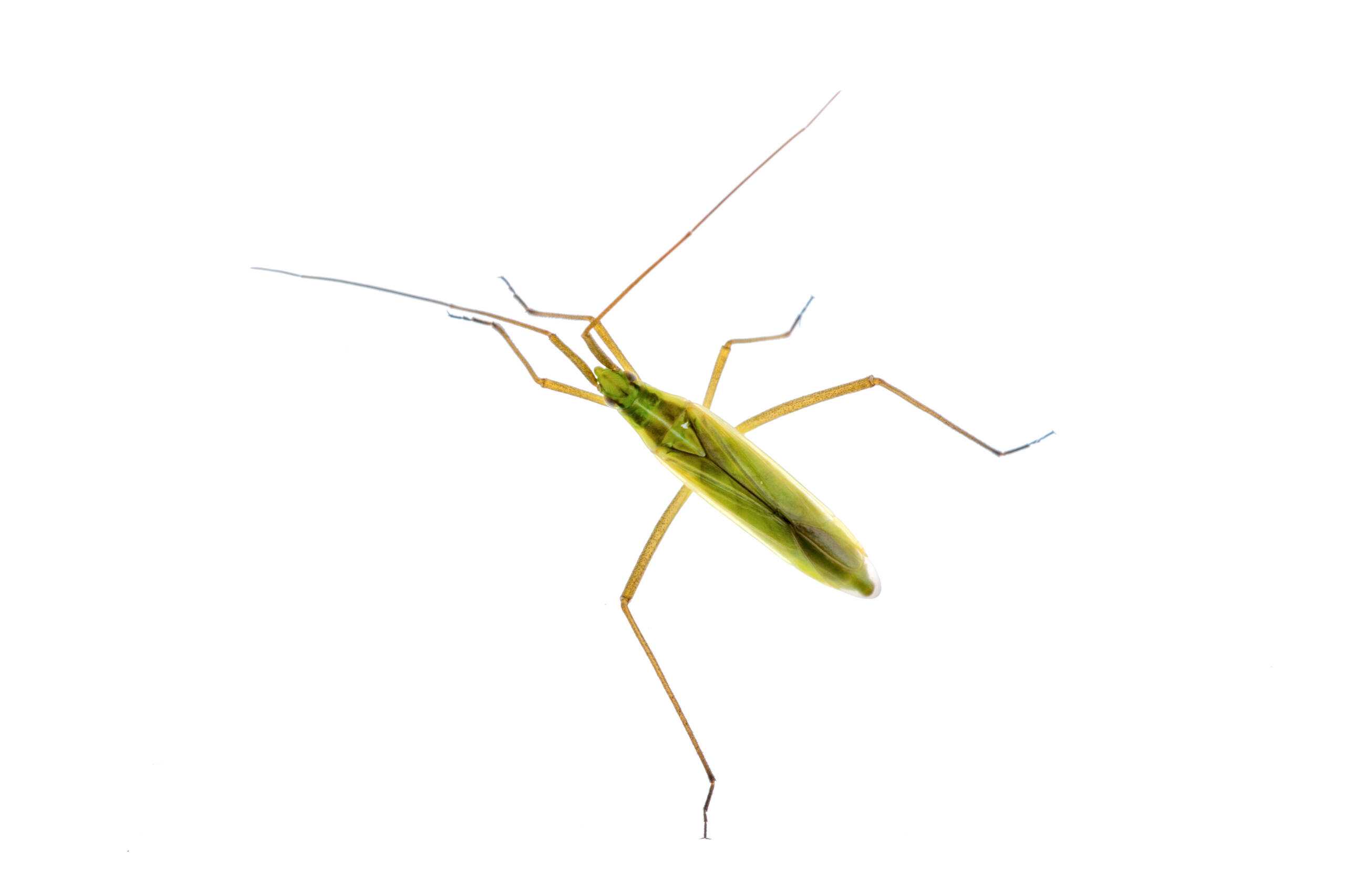 Aphids