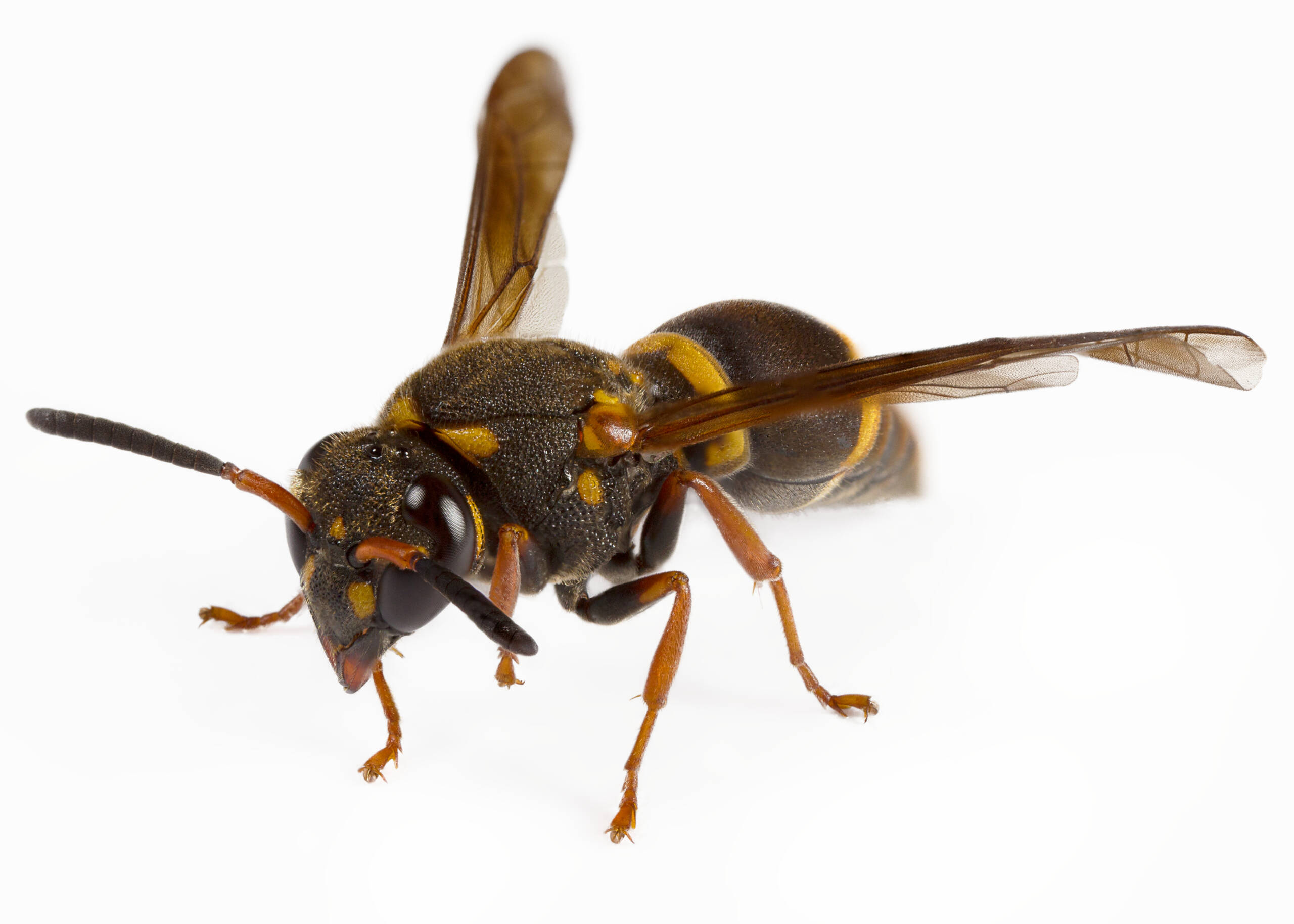 Wasps