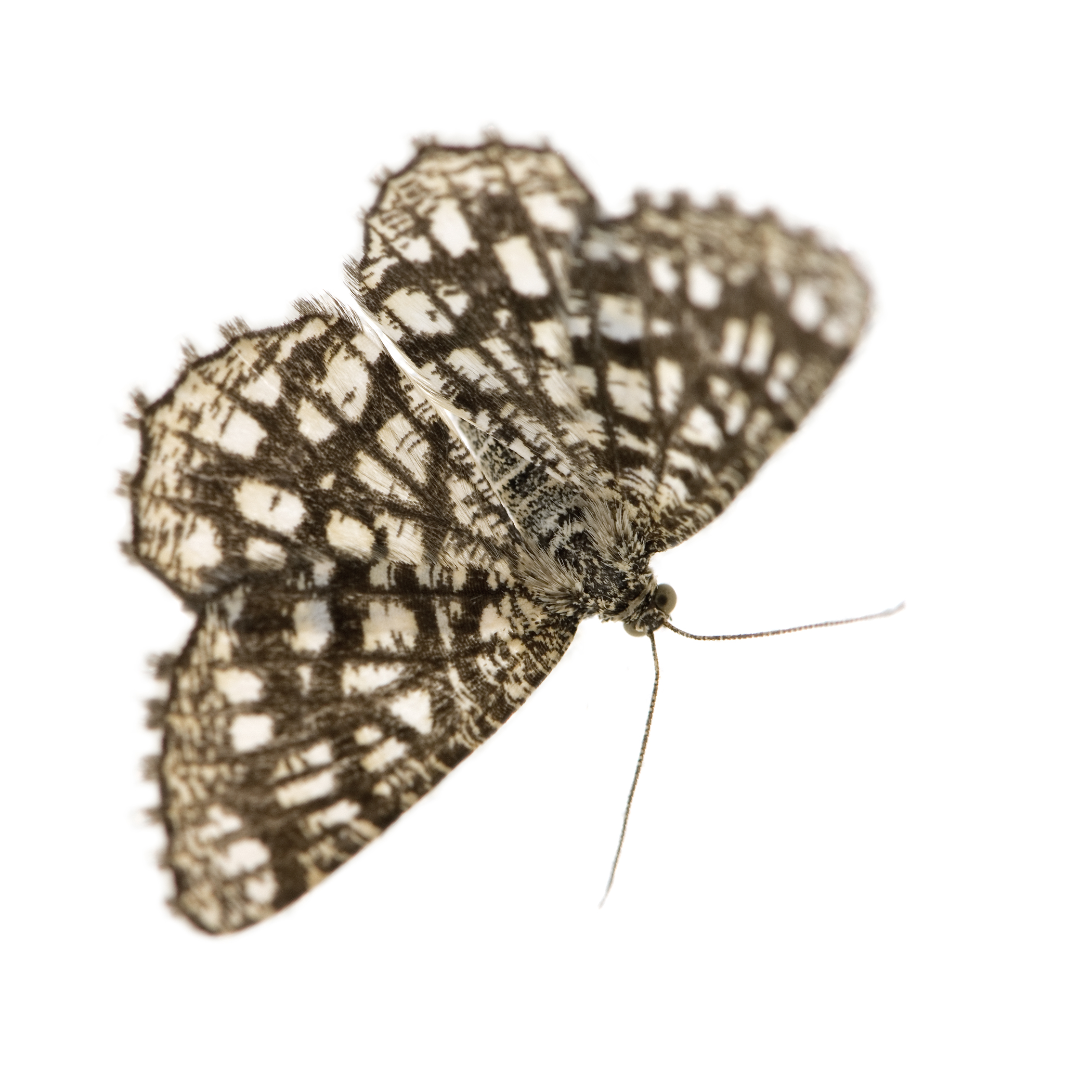 Moths