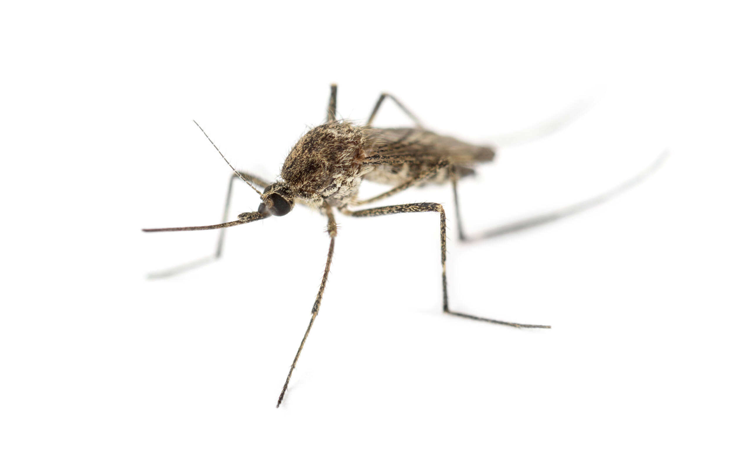 Mosquitoes