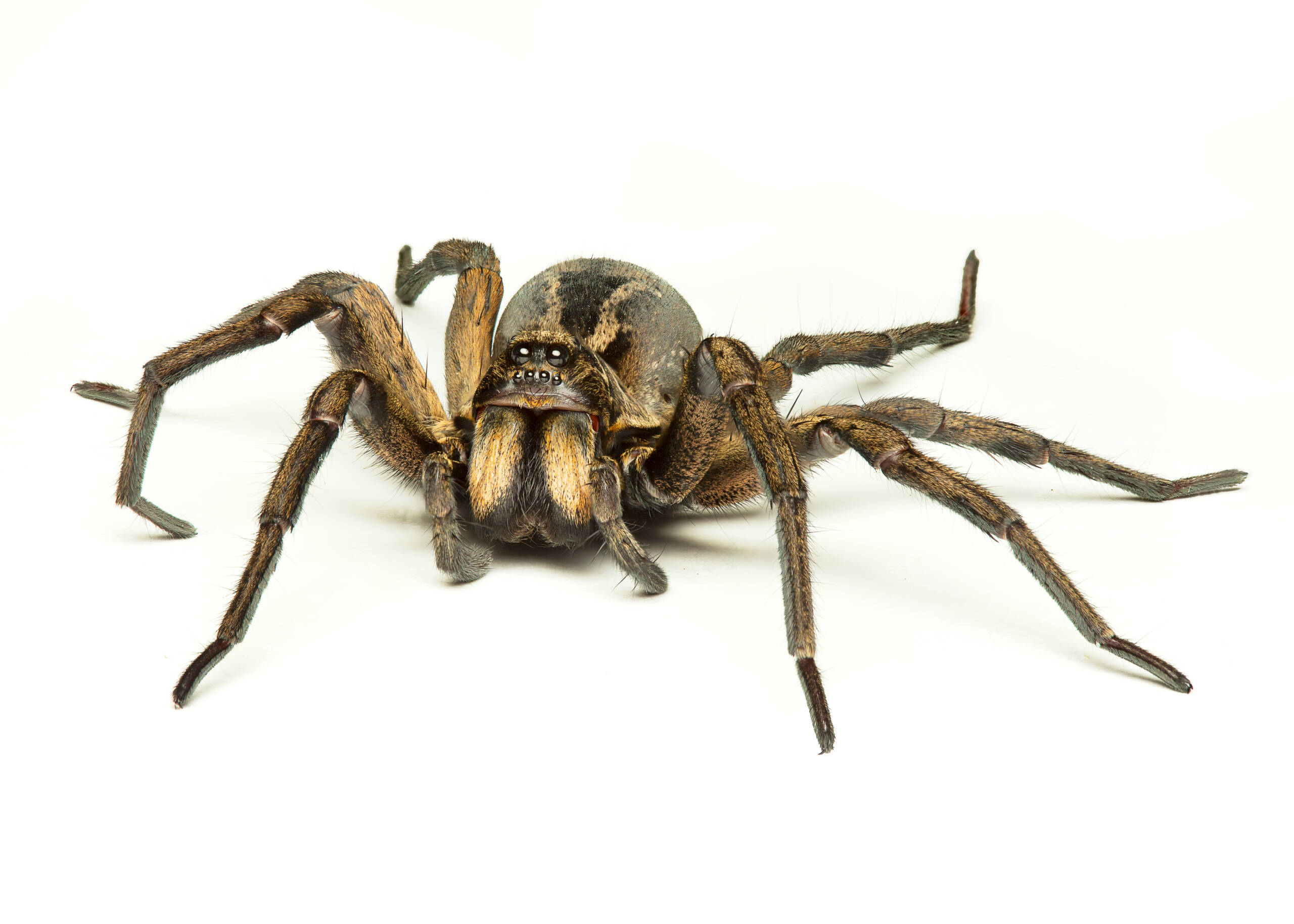 Spiders
